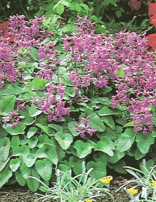 Stachys grandiflora superba